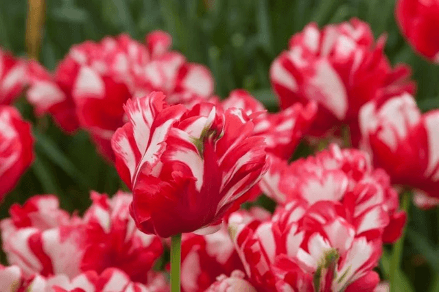 Tulipe Estella Rijnveld – Tulipe perroquet rouge et blanc