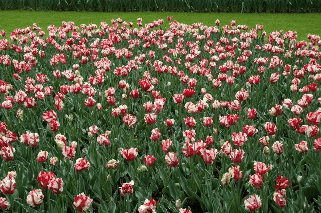 Tulipe Estella Rijnveld – Tulipe perroquet rouge et blanc