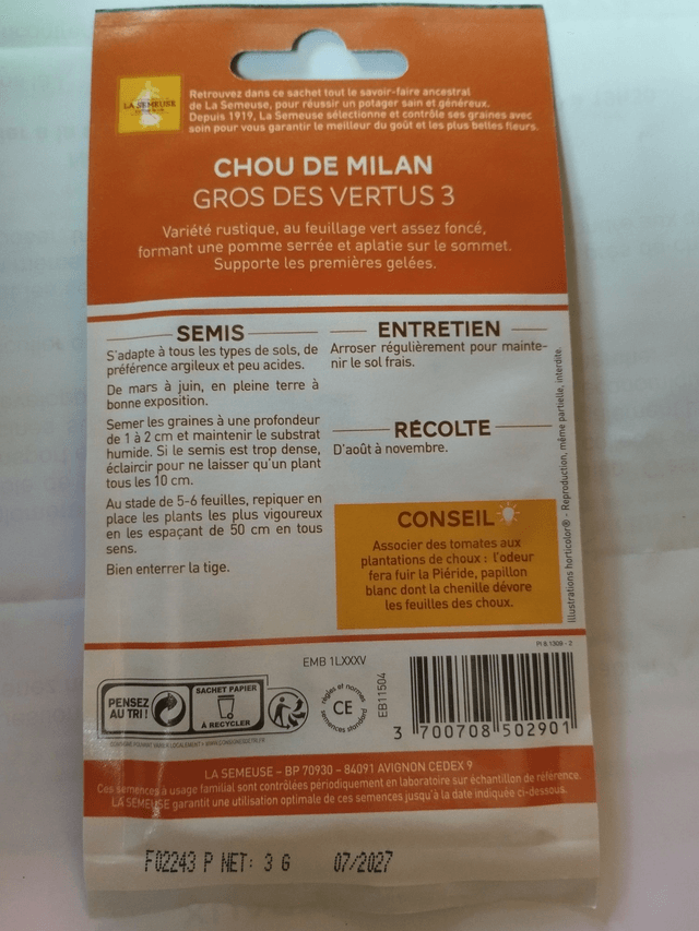 Chou de Milan gros des vertus 3