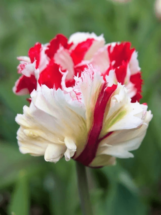 Tulipe Estella Rijnveld – Tulipe perroquet rouge et blanc