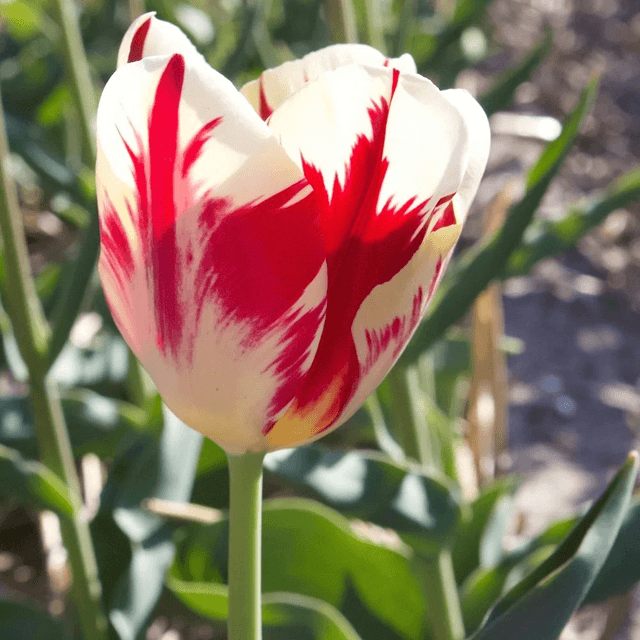 Tulipe Triomphe Carnaval de Rio – Bulbes à fleurs