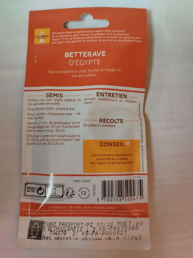 Betterave d'Egypte