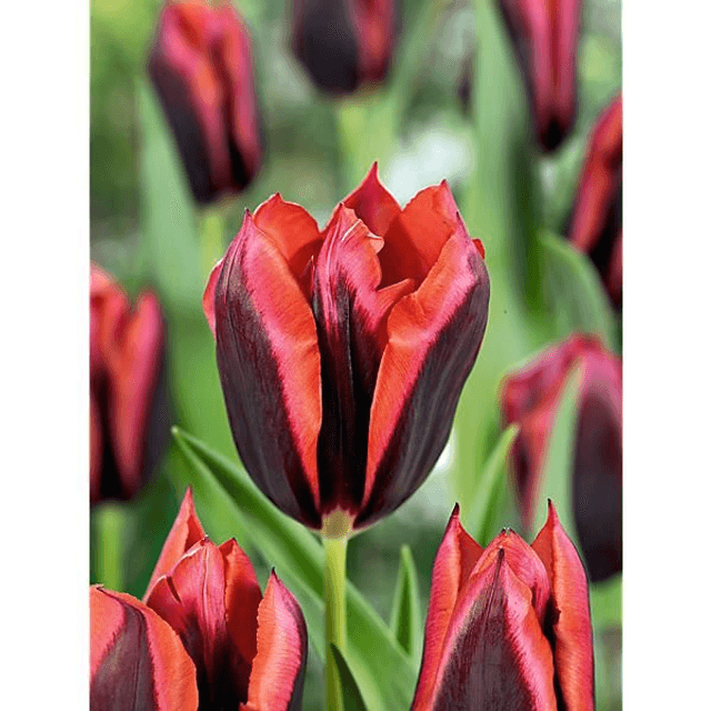 Tulipe Triomphe Slawa – Bulbes à fleurs