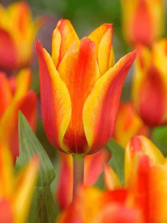 Tulipe Cape Cod – Bulbes à fleurs