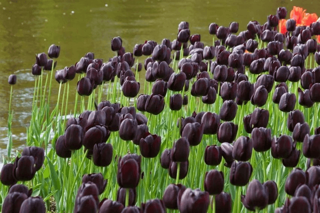 Tulipe Queen of Night – Bulbes à fleurs