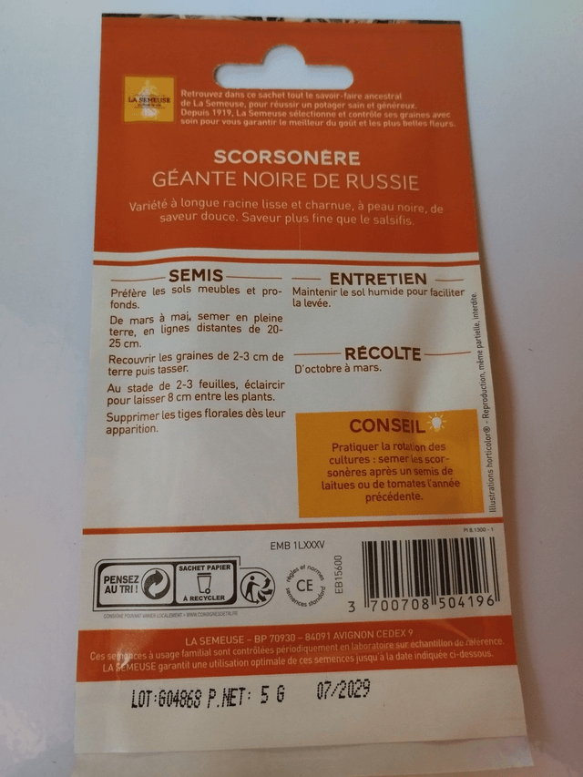 Scorsonère géante noire de Russie