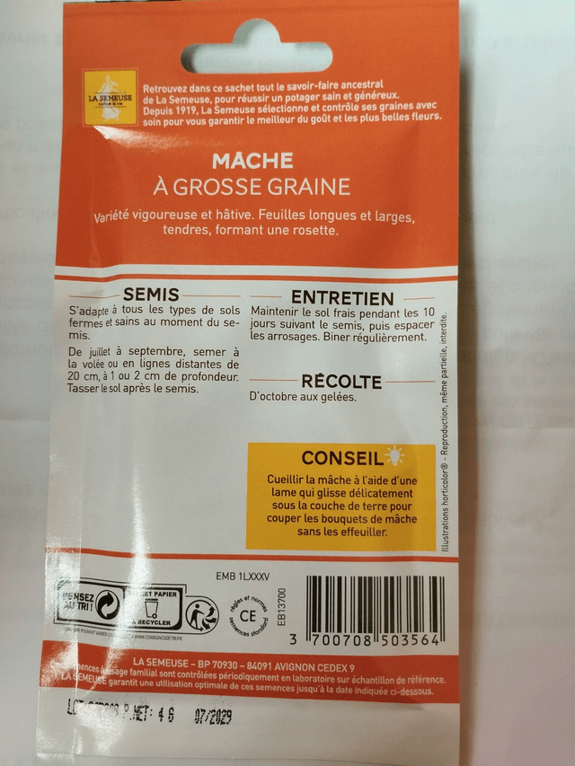 Mâche à grosse graine