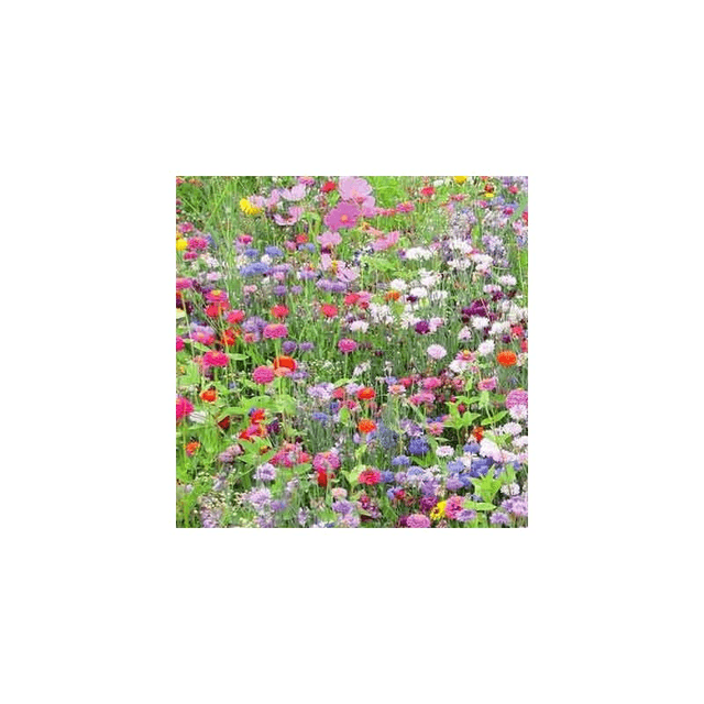 Mélange mellifère annuel