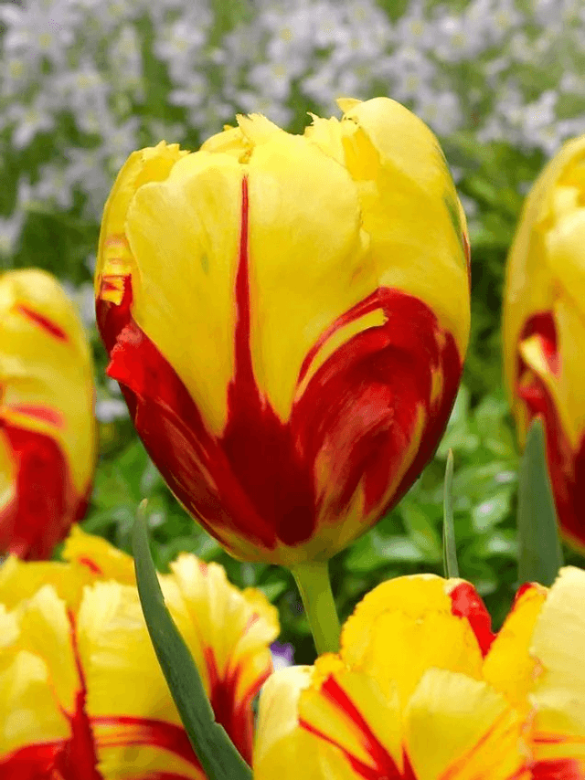 Tulipe Texas Flame – Bulbes à fleurs