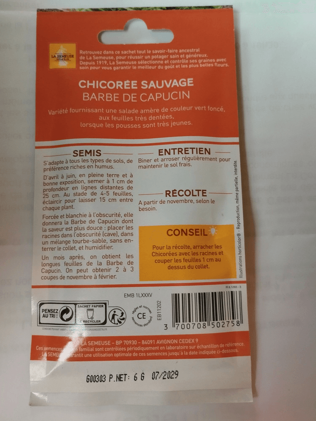 Chicorée Sauvage barbe de capucin