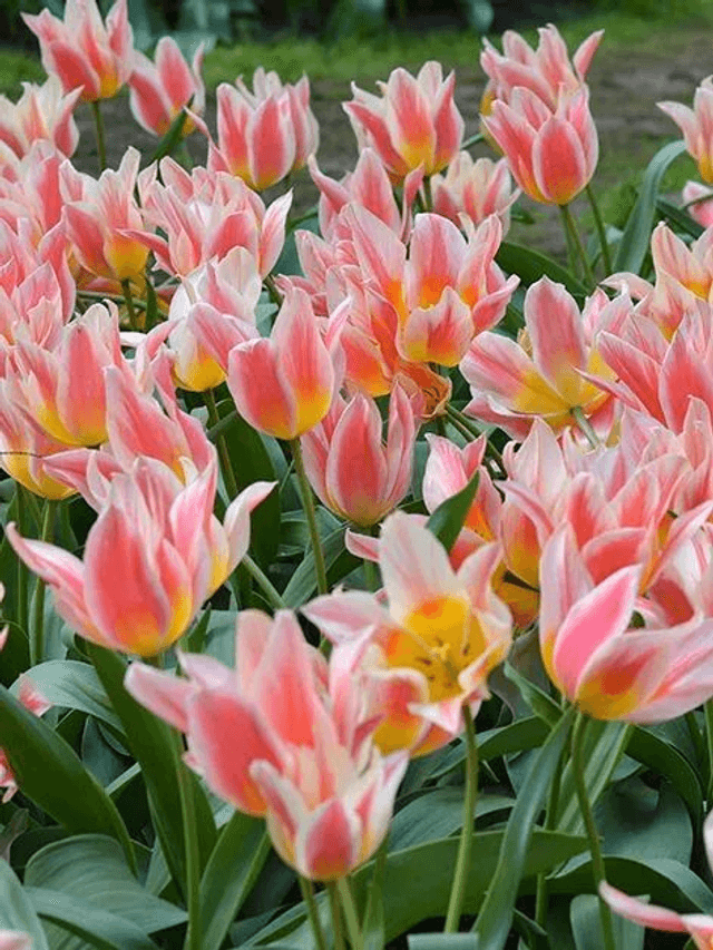 Tulipe Quebec – Bulbes à fleurs