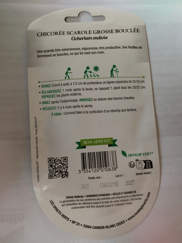 Chicorée Scarole grosse bouclée