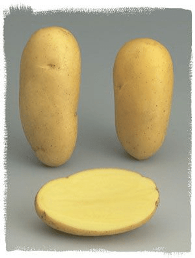 Charlotte – Chair ferme et demi-précoce