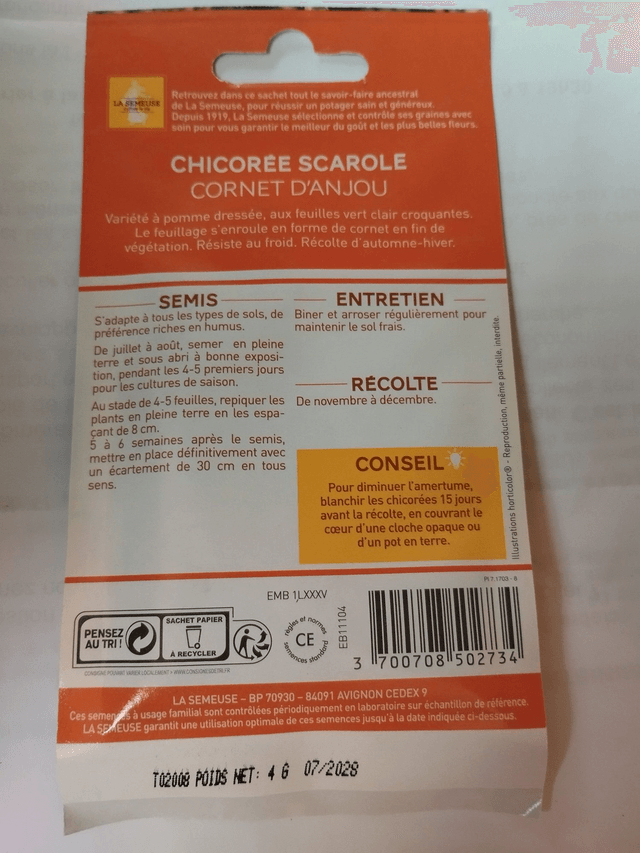 Chicorée Scarole cornet d'Anjou