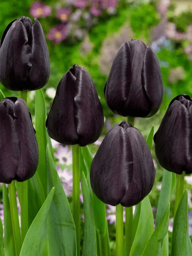 Tulipe Queen of Night – Bulbes à fleurs