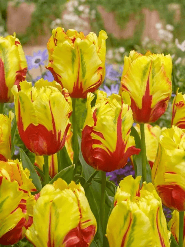 Tulipe Texas Flame – Bulbes à fleurs