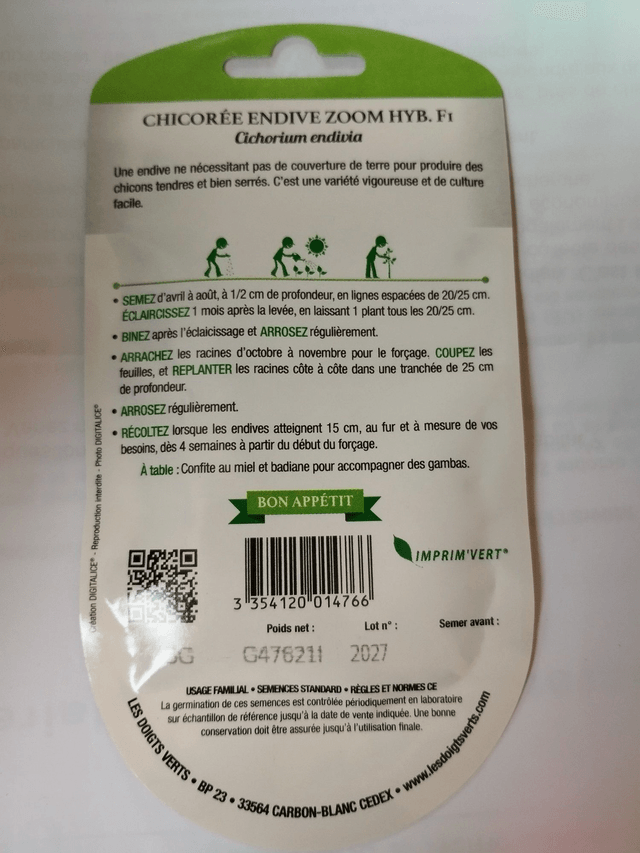 Chicorée Endive zoom Hybride F1