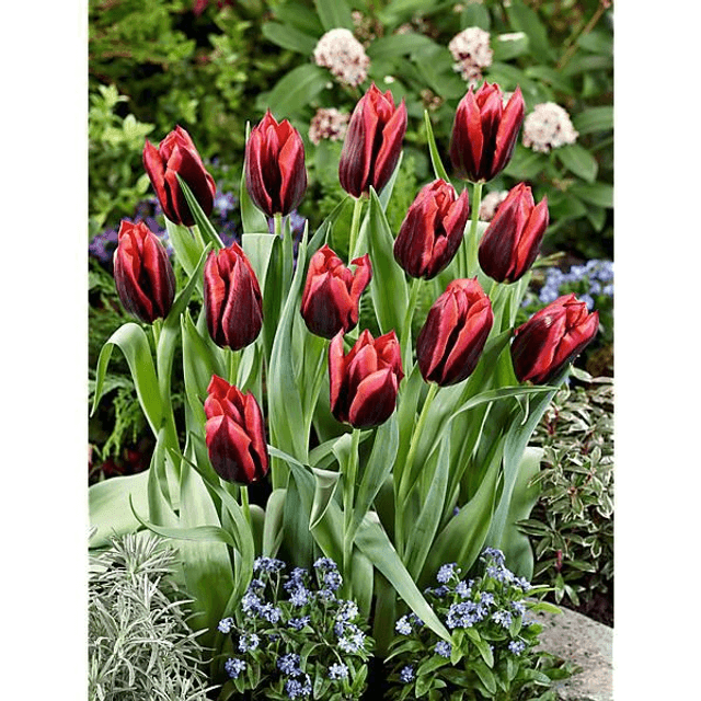 Tulipe Triomphe Slawa – Bulbes à fleurs