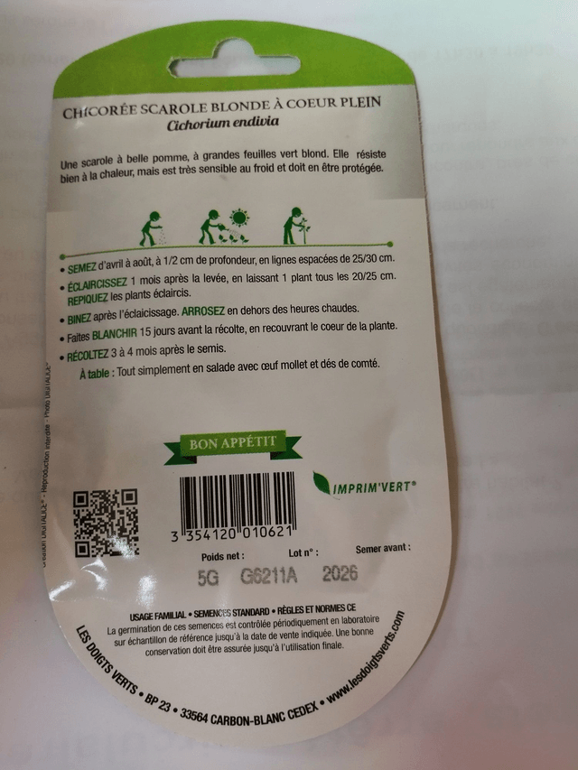 Chicorée Scarole blonde a cœur plein