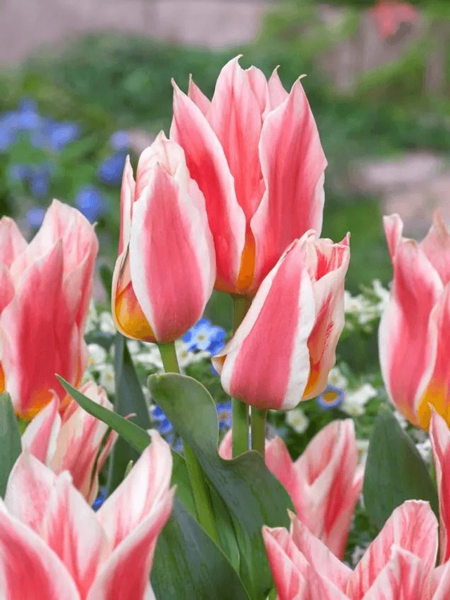 Tulipe Quebec – Bulbes à fleurs