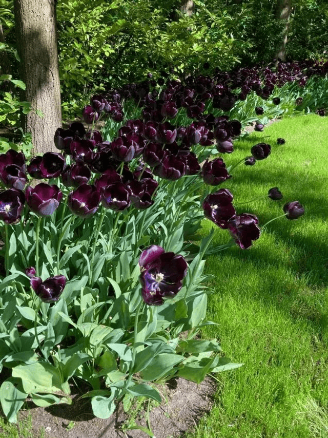 Tulipe Queen of Night – Bulbes à fleurs