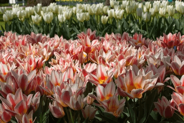 Tulipe Quebec – Bulbes à fleurs