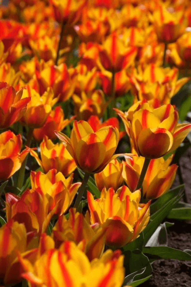 Tulipe Cape Cod – Bulbes à fleurs