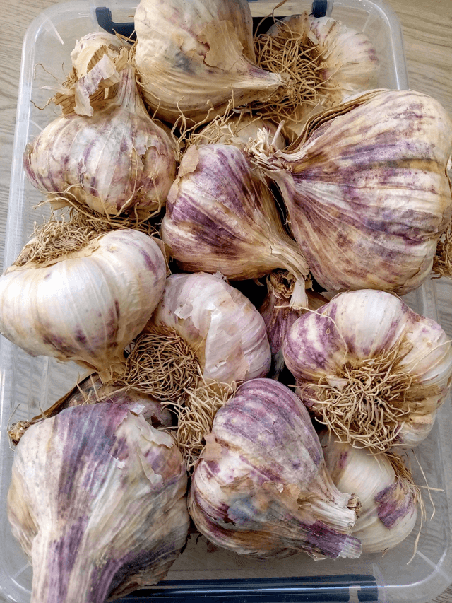 Ail violet Germidour