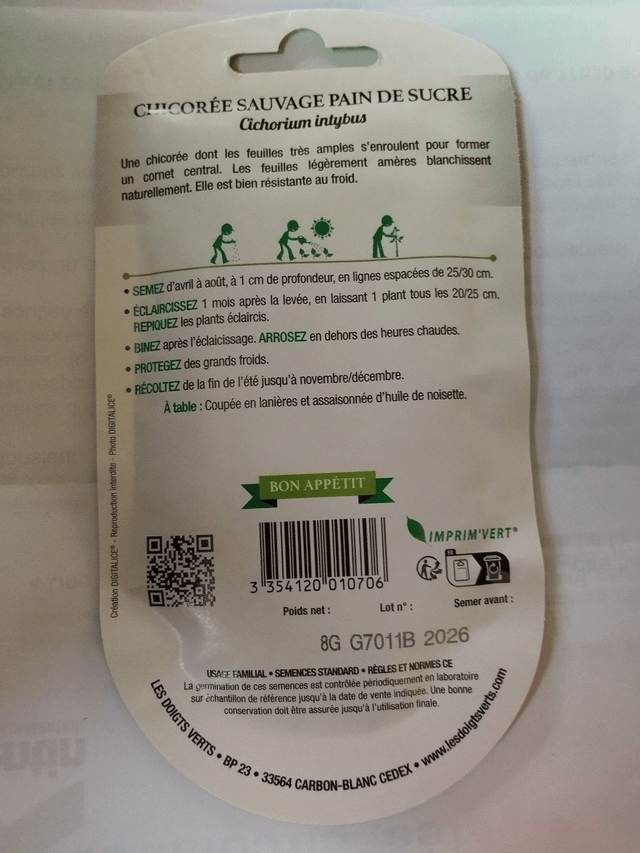 Chicorée Sauvage pain de sucre