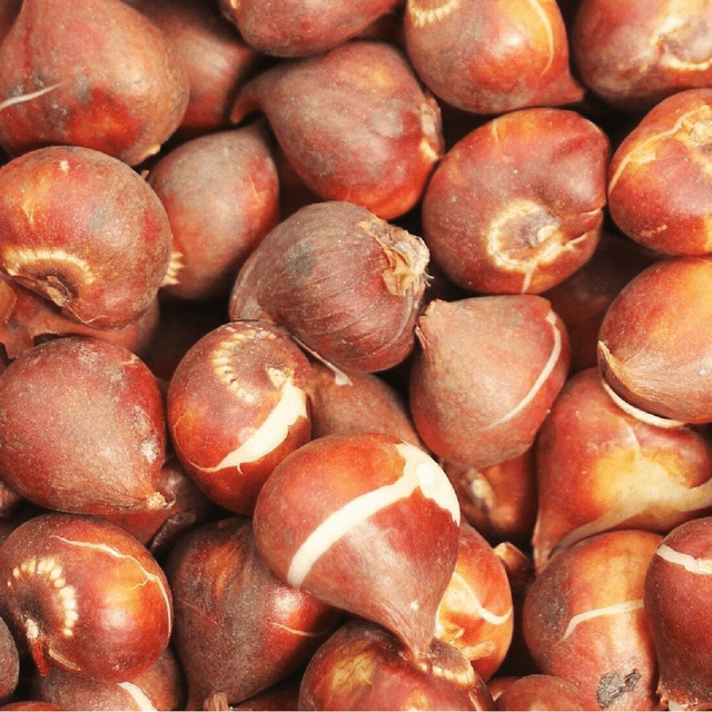 Tulipe Pinocchio – Bulbes à fleurs