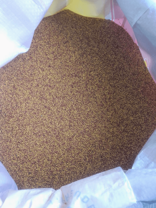Trèfle violet