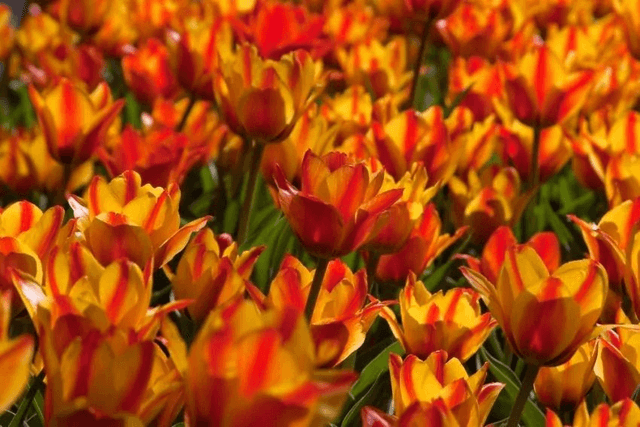 Tulipe Cape Cod – Bulbes à fleurs