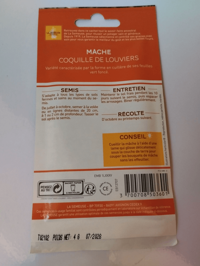 Mâche Coquille de Louviers