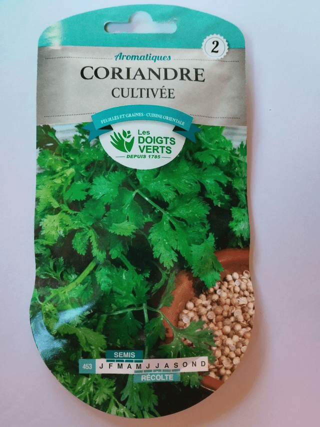 Coriandre cultivée