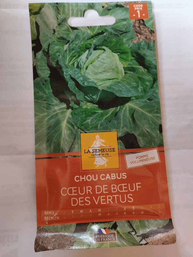 Chou Cabus cœur de bœuf des vertus