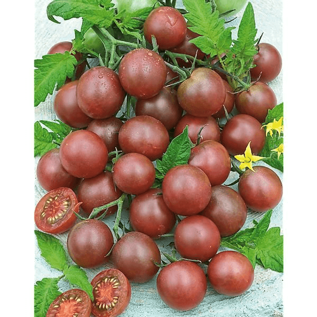 TOMATE BLACK CHERRY