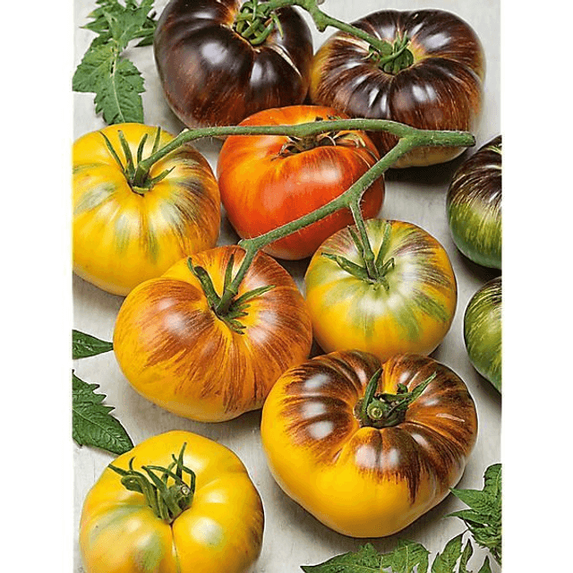 TOMATE WOLVERINE