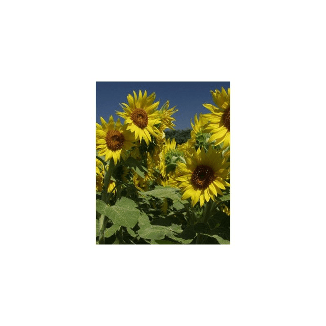 Tournesol - PIONEER