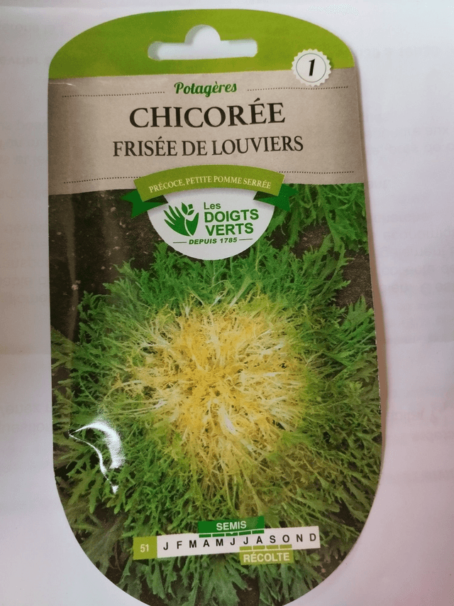 Chicorée Frisée de Louviers