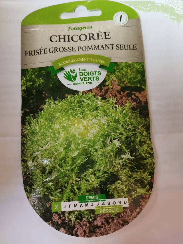 Chicorée Frisée grosse pommant seule