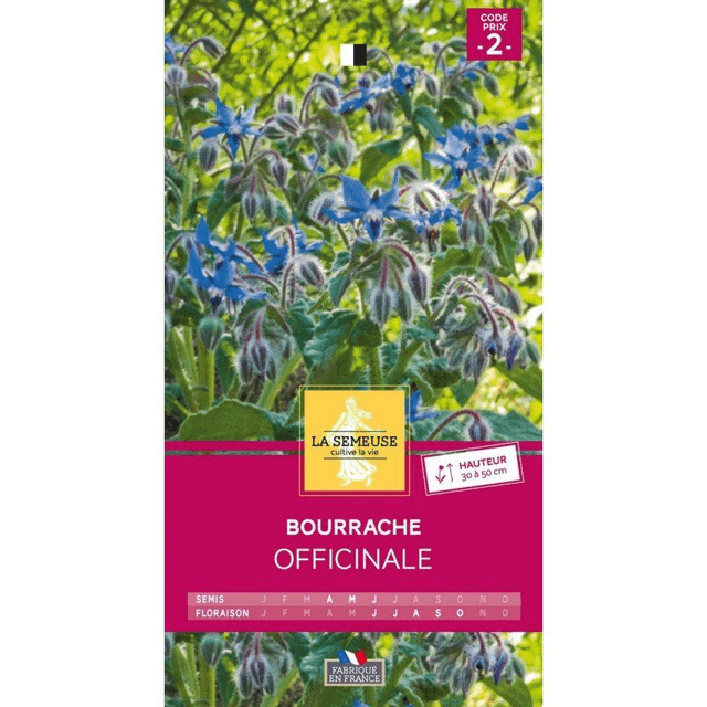 Bourrache Officinale
