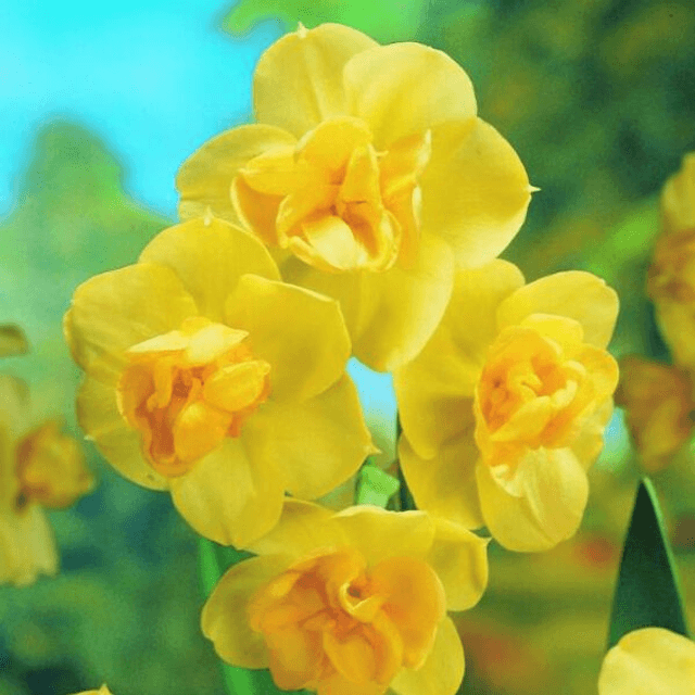 Narcisse &#039;Yellow Cheerfulness&#039; – Fleurs jaunes parfumées et joyeuses