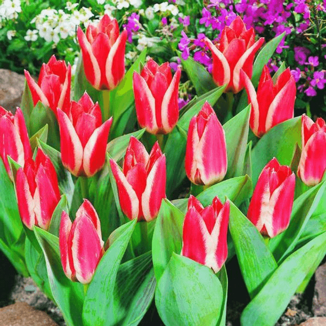 Tulipe Pinocchio – Bulbes à fleurs