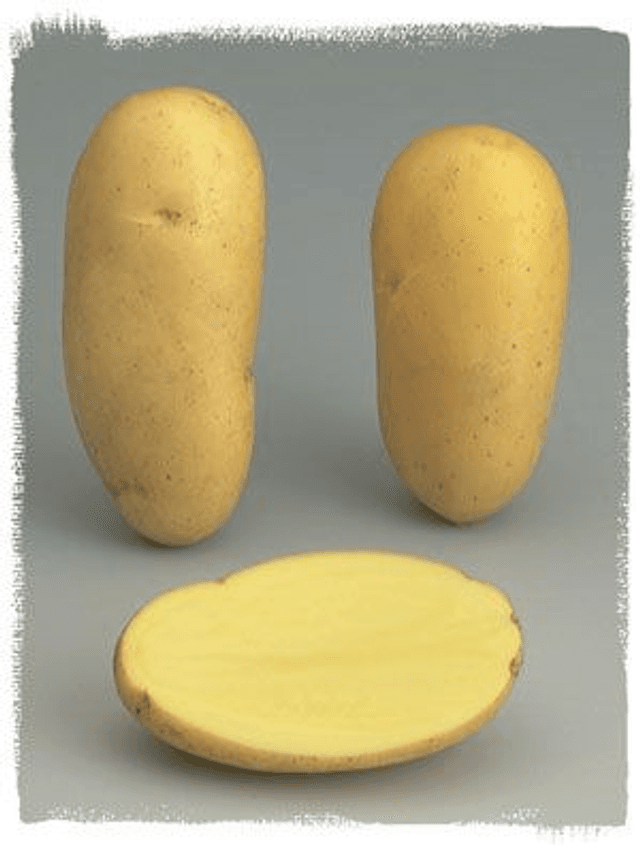 Charlotte – Chair ferme et demi-précoce