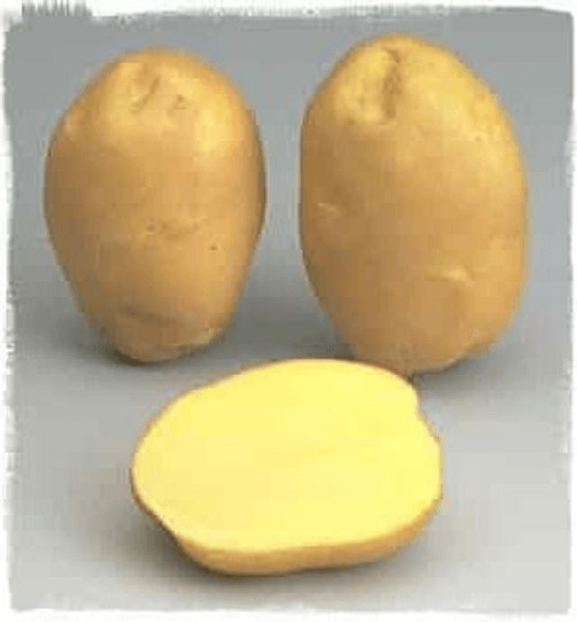 Ostara
