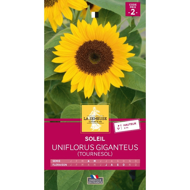 SOLEIL UNIFLORUS GIGANTEUS (tournesol)