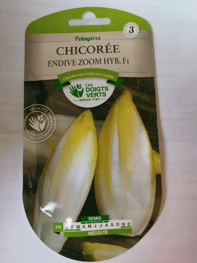 Chicorée Endive zoom Hybride F1