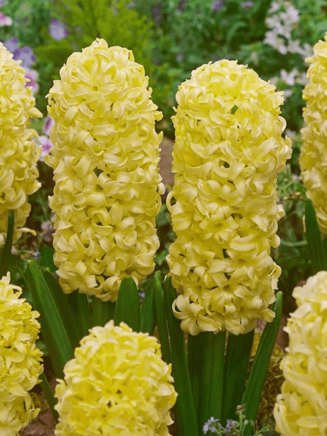 Jacinthe City of Haarlem – Fleurs jaunes parfumées