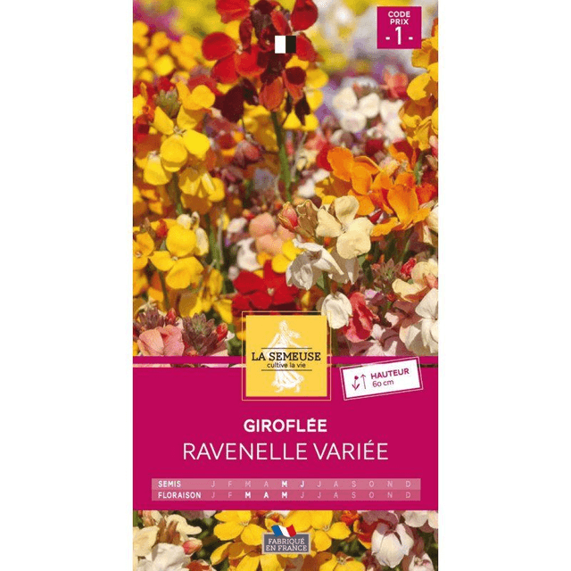 Giroflée Ravenelle variée