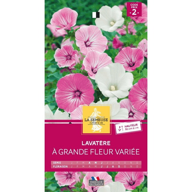 LAVATERE A GRANDE FLEUR VARIEE